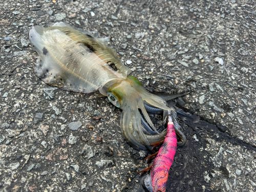 鳩の釜港