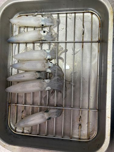 マメイカの釣果