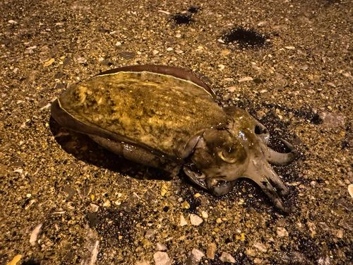 コウイカの釣果