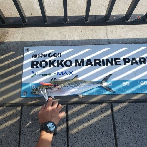 大阪湾