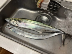 サワラの釣果