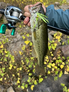 ブラックバスの釣果