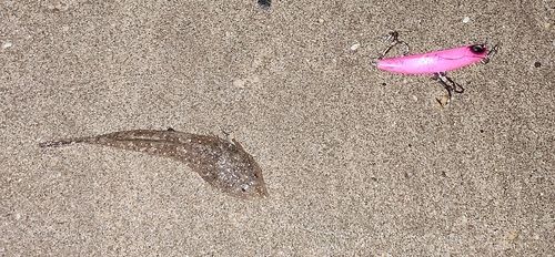 メゴチの釣果