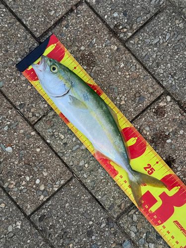 ツバスの釣果
