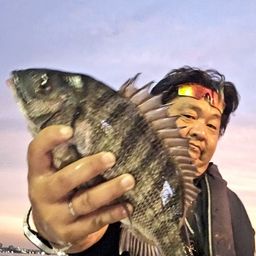 クロダイ