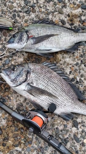 クロダイの釣果