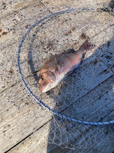 タイの釣果
