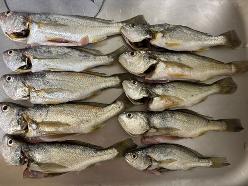 イシモチの釣果