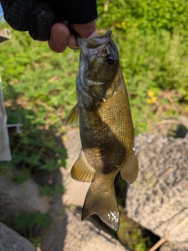 スモールマウスバスの釣果