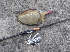 モンゴウイカの釣果