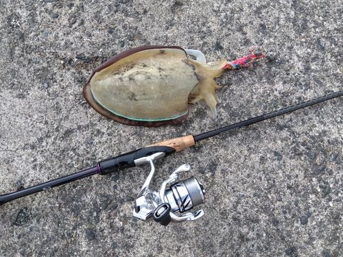 モンゴウイカの釣果