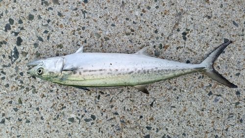 サゴシの釣果
