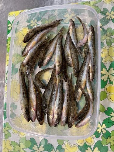マハゼの釣果