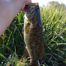 スモールマウスバス