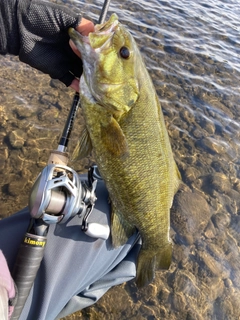 スモールマウスバスの釣果