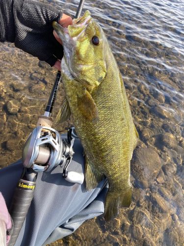 スモールマウスバスの釣果