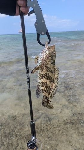 イシミーバイの釣果
