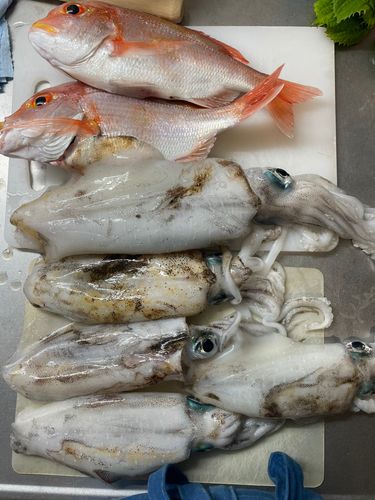 アオリイカの釣果