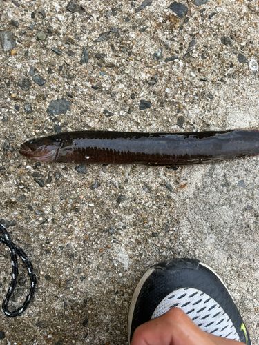 ギンポの釣果
