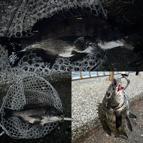 クロダイの釣果