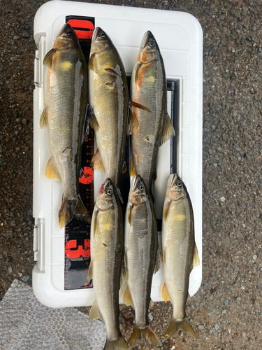 アユの釣果