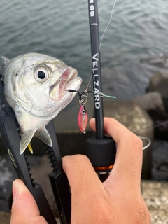 メッキの釣果