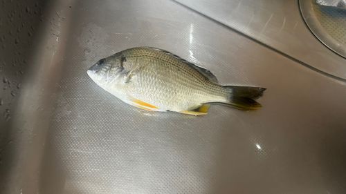 キビレの釣果