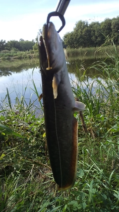 ニホンナマズの釣果