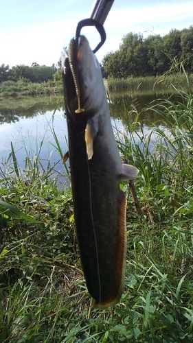 ニホンナマズの釣果