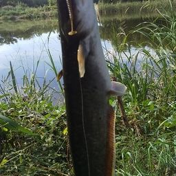 ニホンナマズ