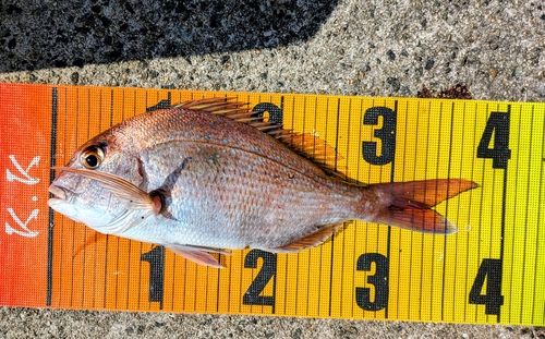 マダイの釣果