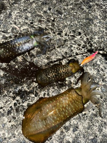 アオリイカの釣果