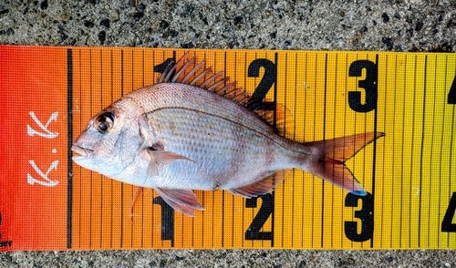 マダイの釣果