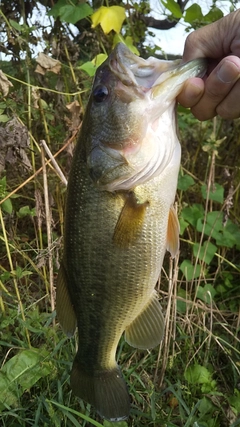 ラージマウスバスの釣果