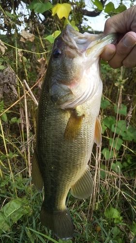 ラージマウスバスの釣果