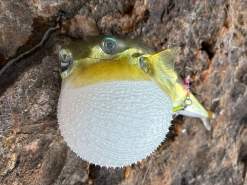 シロサバフグの釣果