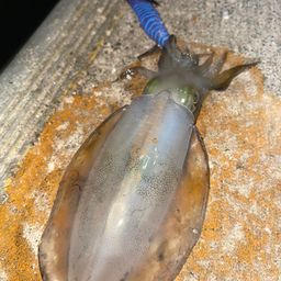 アオリイカ