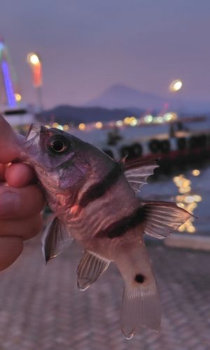 ヨコスジイシモチの釣果