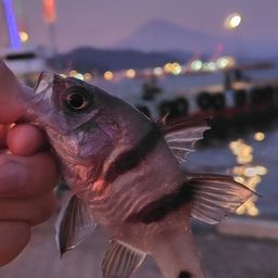 ヨコスジイシモチ