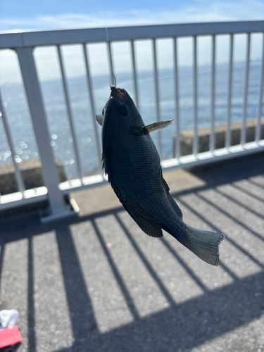 メジナの釣果