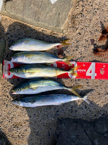 ヤズの釣果