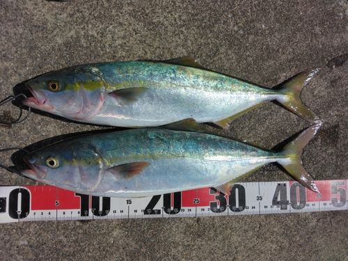 イナダの釣果