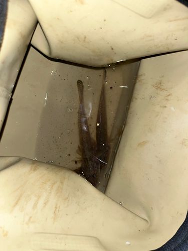 マハゼの釣果