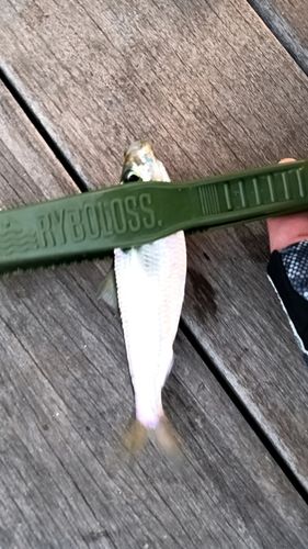 サッパの釣果