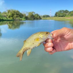 スモールマウスバス