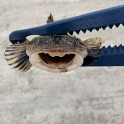 コチ