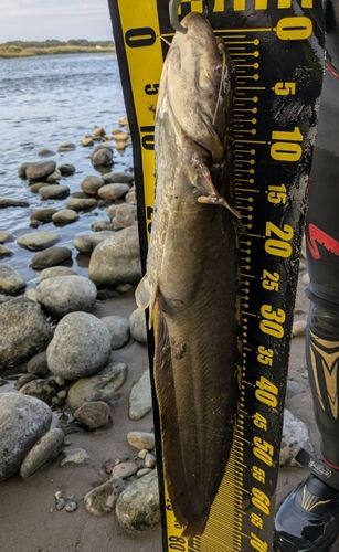 ナマズの釣果