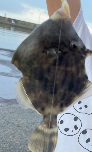 カワハギの釣果