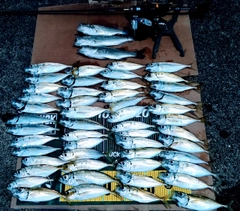 マアジの釣果