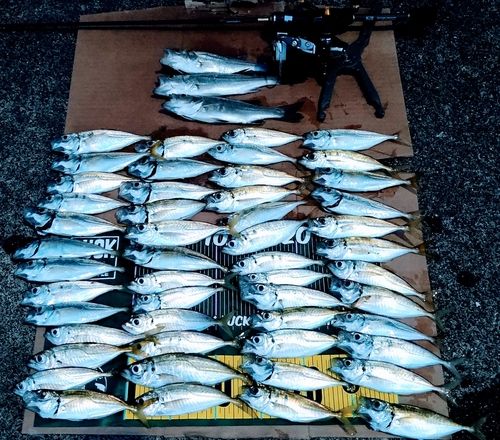マアジの釣果